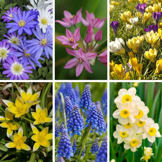Bees & Butterflies Bulbs Box Set