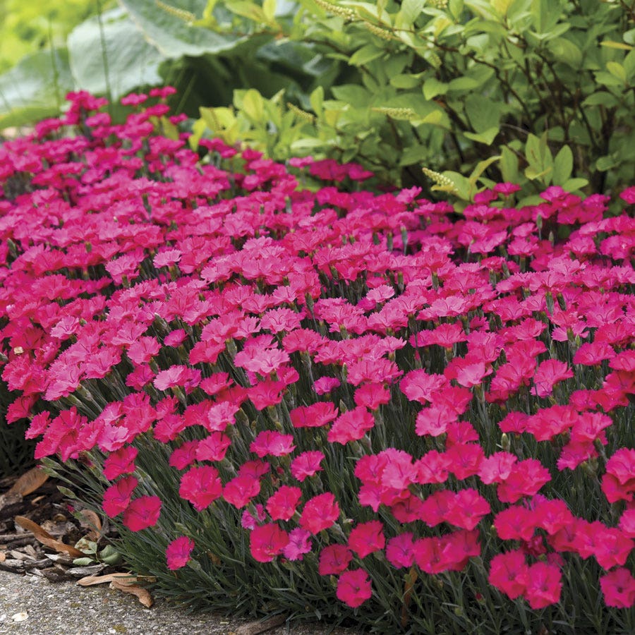 Dianthus 'Paint the Town Magenta' - Pink Carnations