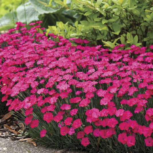 Dianthus 'Paint the Town Magenta' - Pink Carnations