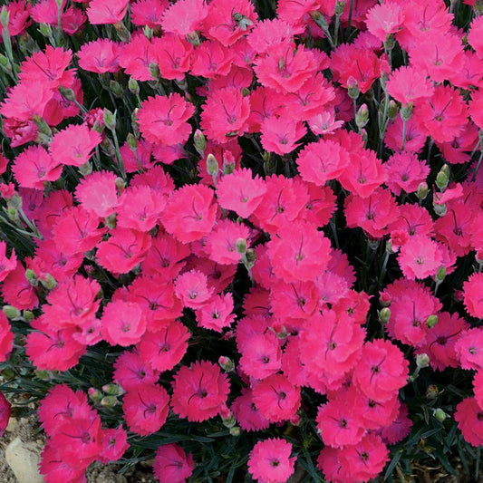 Dianthus 'Paint the Town Magenta' - Pink Carnations
