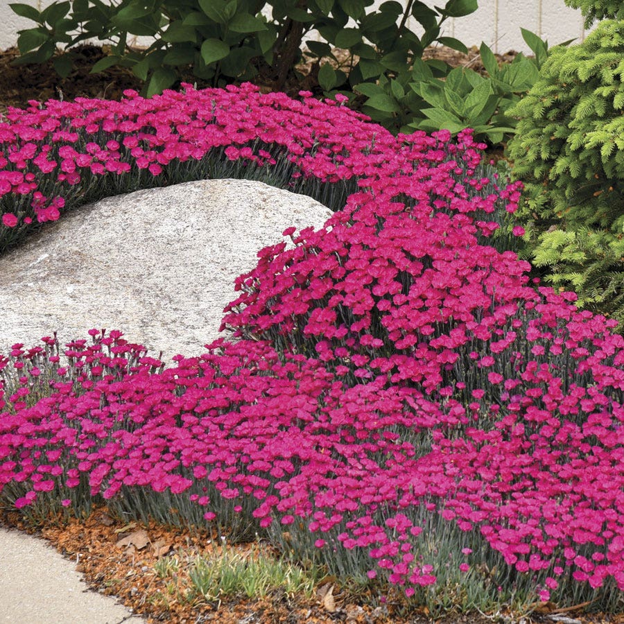 Dianthus 'Paint the Town Magenta' - Pink Carnations