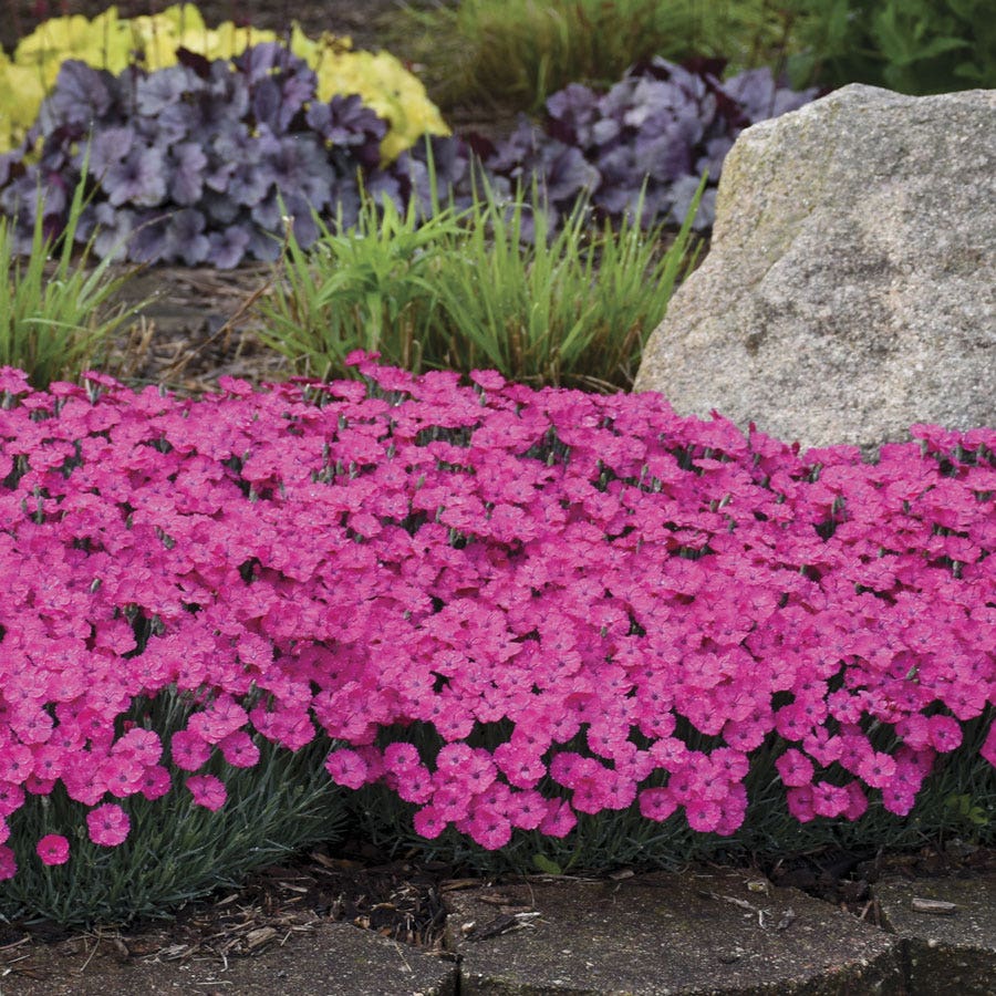 Dianthus 'Paint the Town Magenta' - Pink Carnations