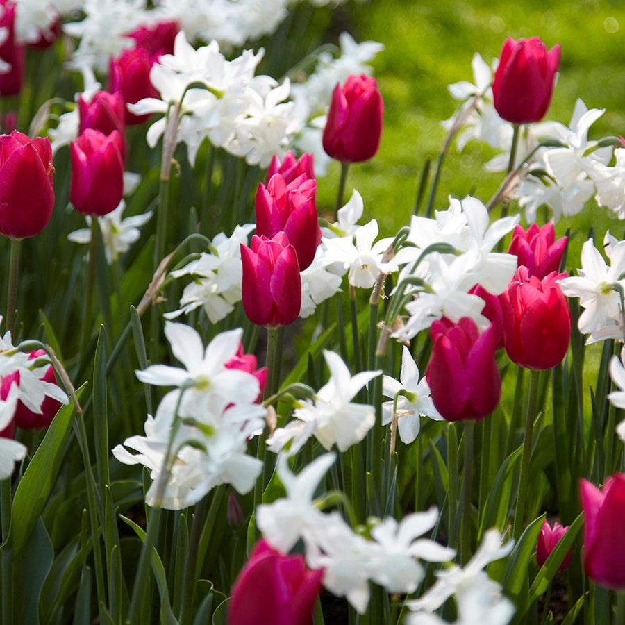 Spring Wonder Bulb Mix – Wayside Gardens