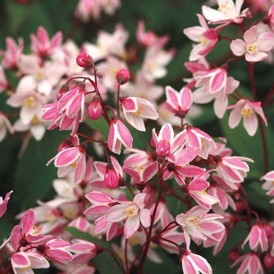 Deutzia Yuki Cherry Blossom®