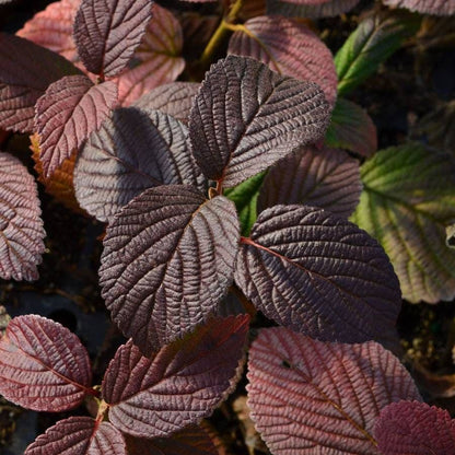 Viburnum Opening Day™