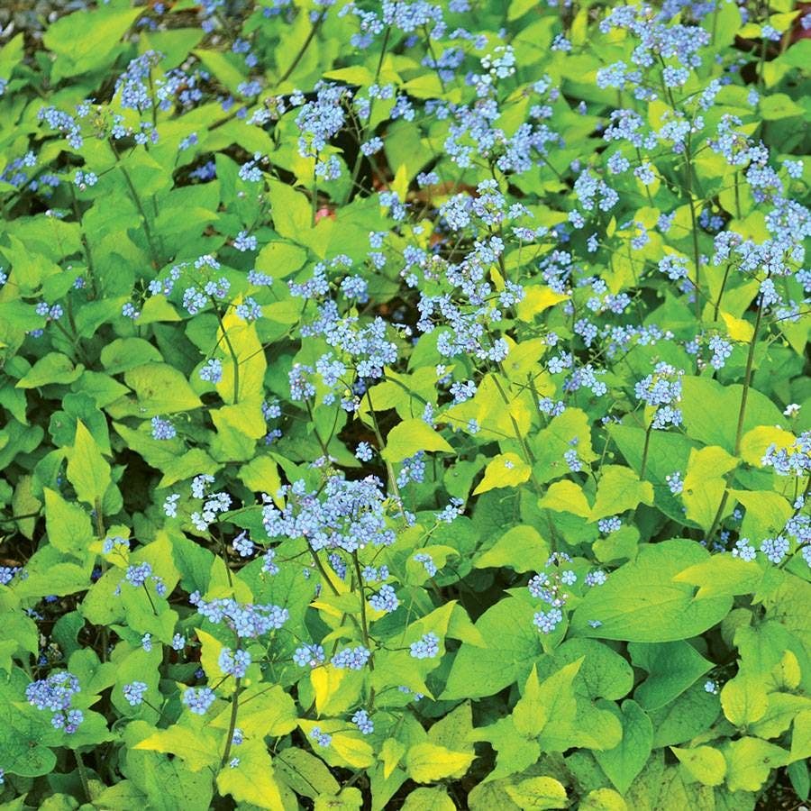 Brunnera Diane's Gold