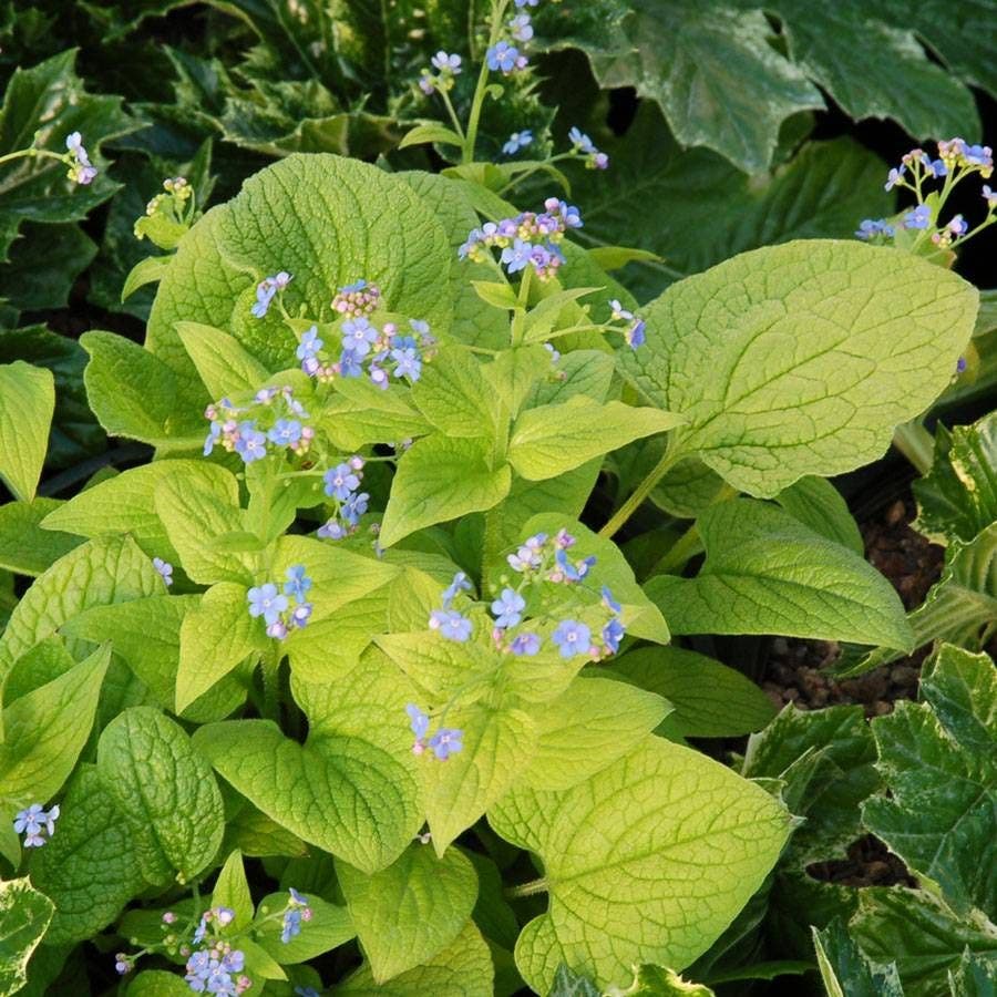 Brunnera Diane's Gold