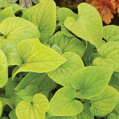 Brunnera Diane's Gold
