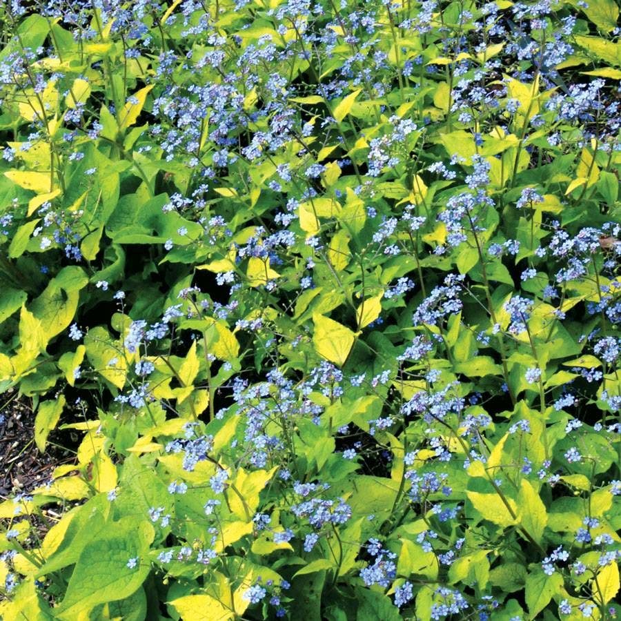 Brunnera Diane's Gold