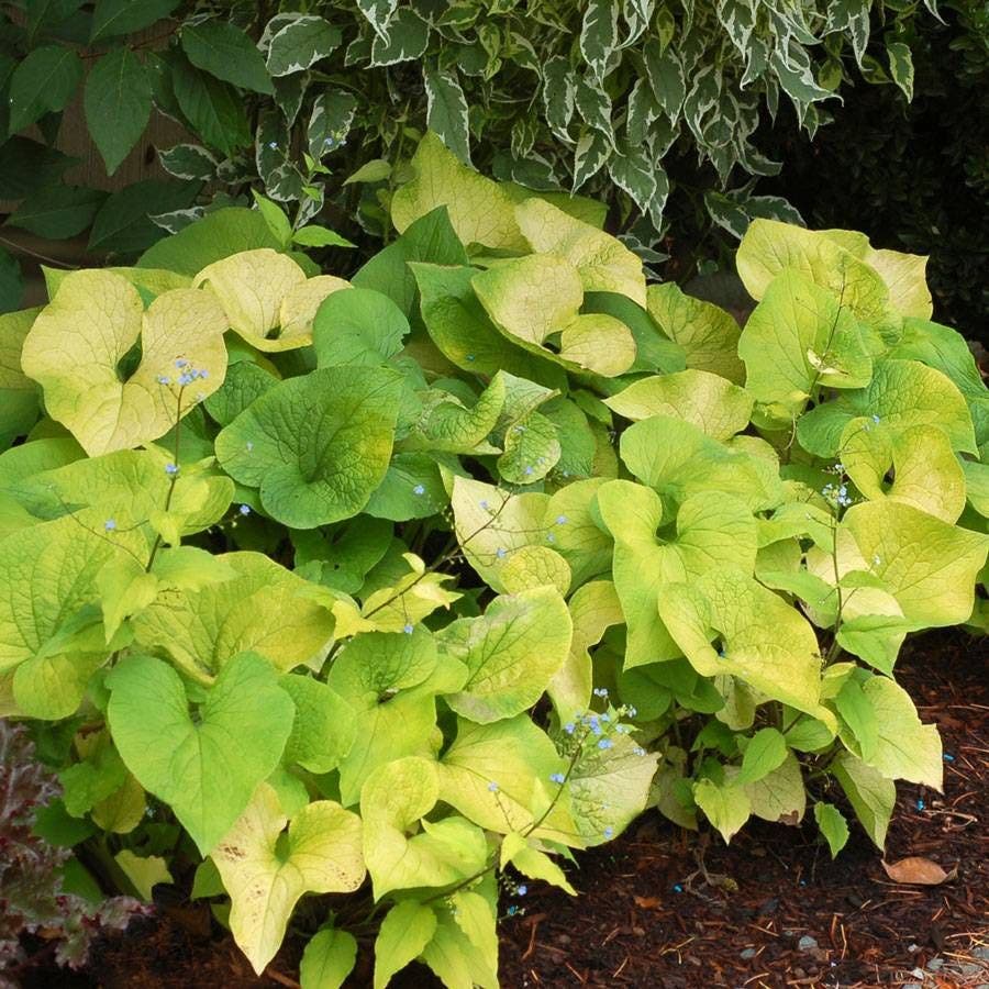 Brunnera Diane's Gold