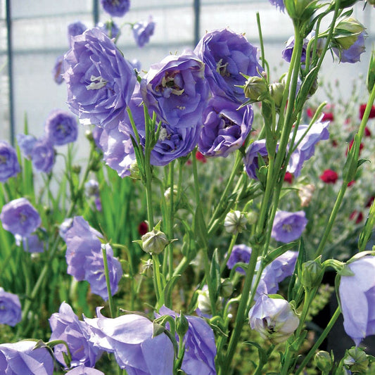 Campanula 'La Belle'