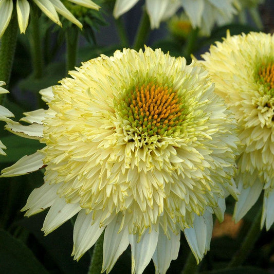 Echinacea PUFF® Vanilla