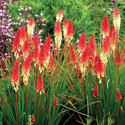 Kniphofia 'Orange Vanilla Popsicle'