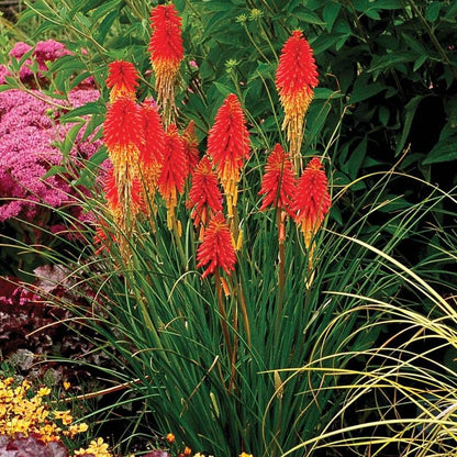 Kniphofia 'Papaya Popsicle'