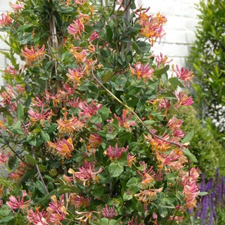 Lonicera 'Gold Flame'