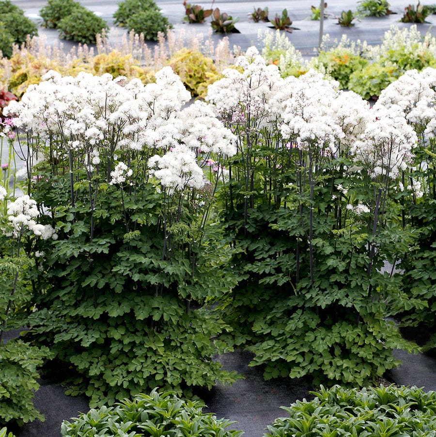 Thalictrum Nimbus™ White