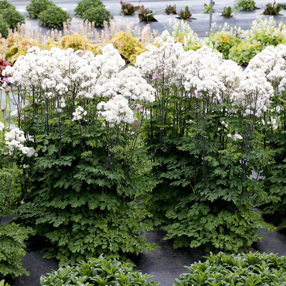 Thalictrum Nimbus™ White
