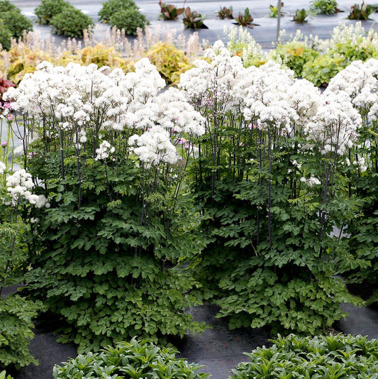 Thalictrum Nimbus™ White