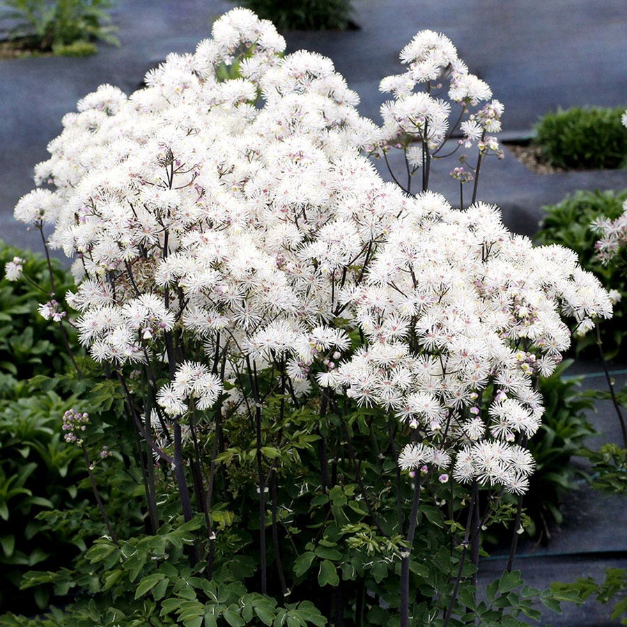 Thalictrum Nimbus™ White