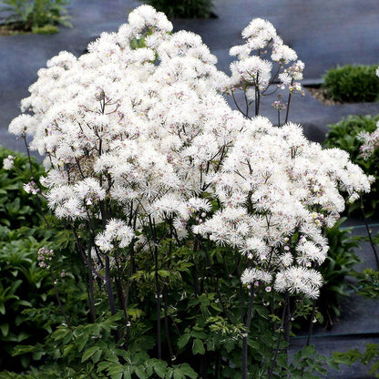 Thalictrum Nimbus™ White