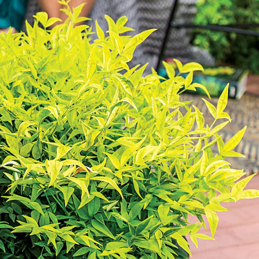 Nandina 'Lemon-Lime'