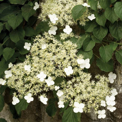 Hydrangea anomala