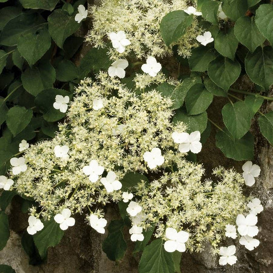 Hydrangea anomala