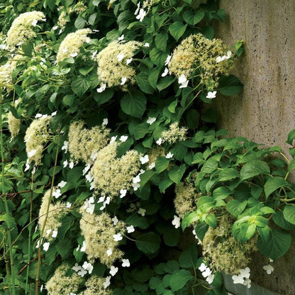 Hydrangea anomala