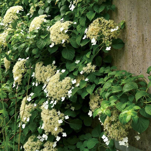 Hydrangea anomala