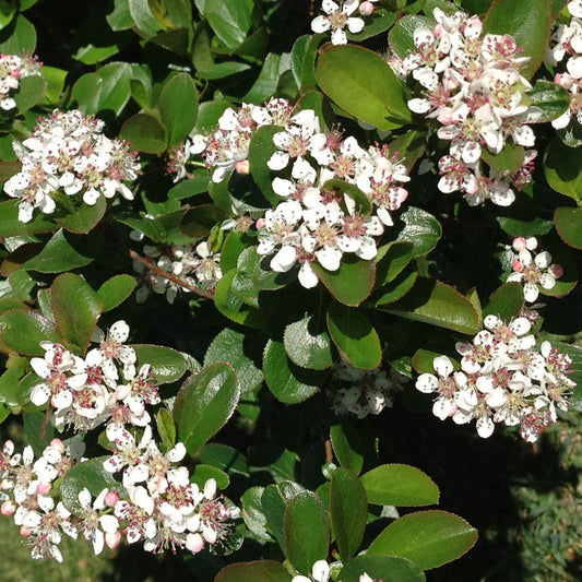 Aronia Low Scape Mound® Chokeberry