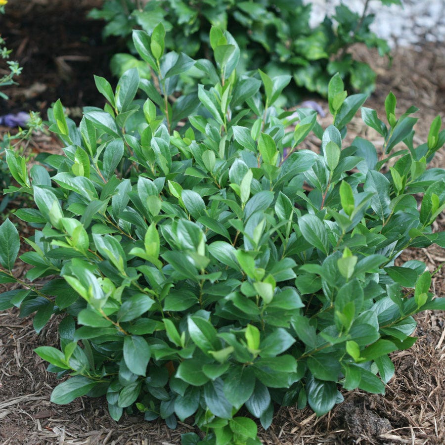 Aronia Low Scape Mound® Chokeberry