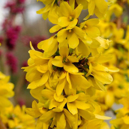 Forsythia Show Off® Starlet