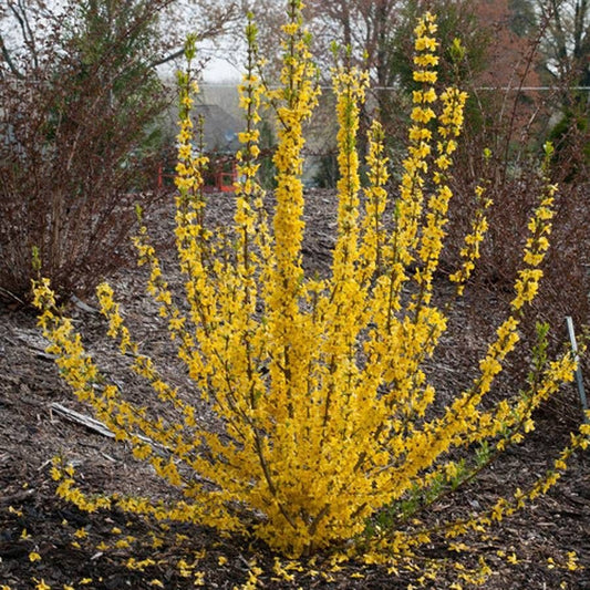 Forsythia Show Off® Starlet