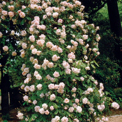 Rosa Cecile Brunner