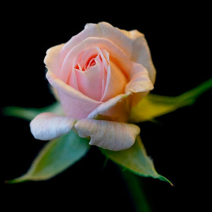 Rosa Cecile Brunner