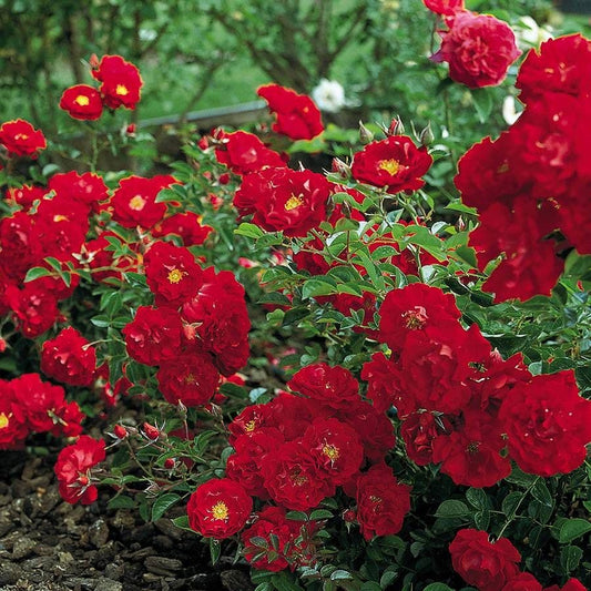 Rosa Red Ribbons™