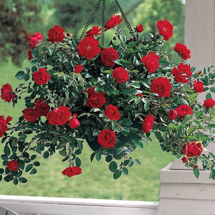 Rosa Red Ribbons™