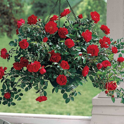 Rosa Red Ribbons™