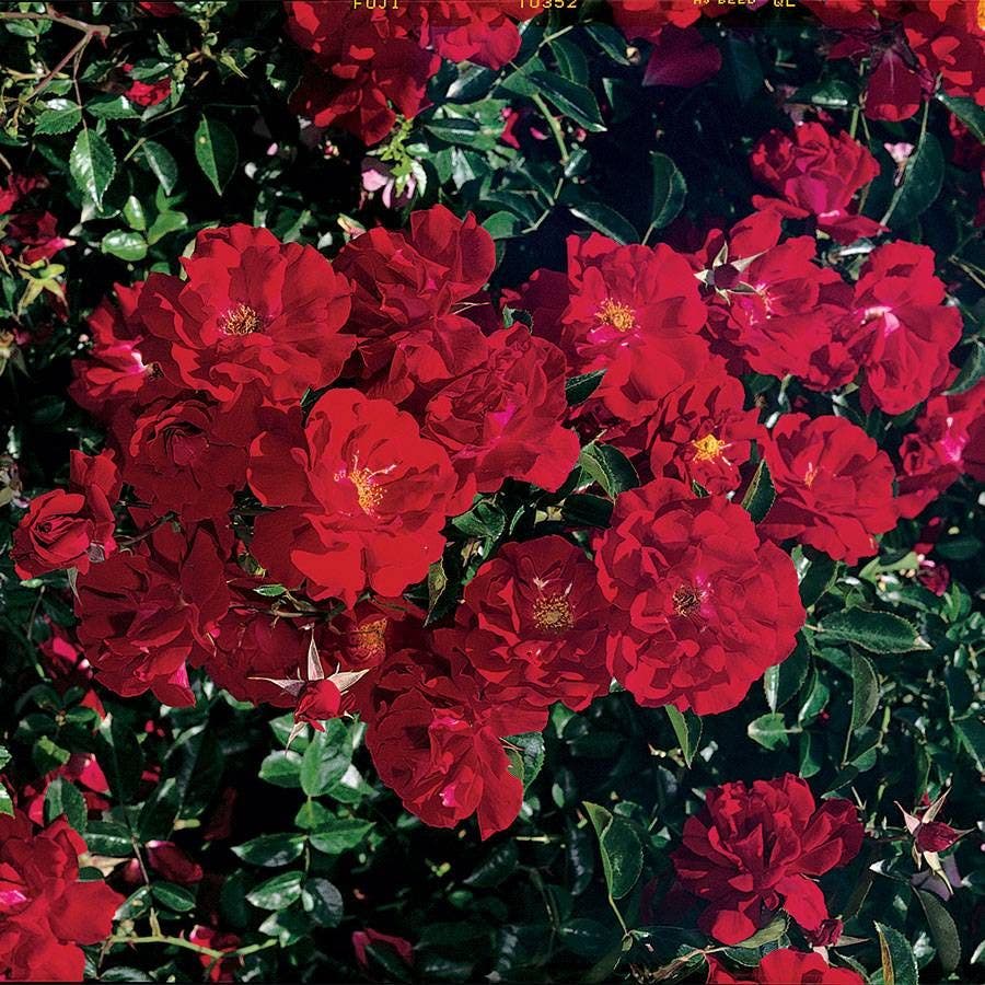 Rosa Red Ribbons™