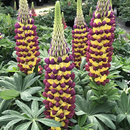 Lupinus Westcountry™ 'Manhattan Lights'