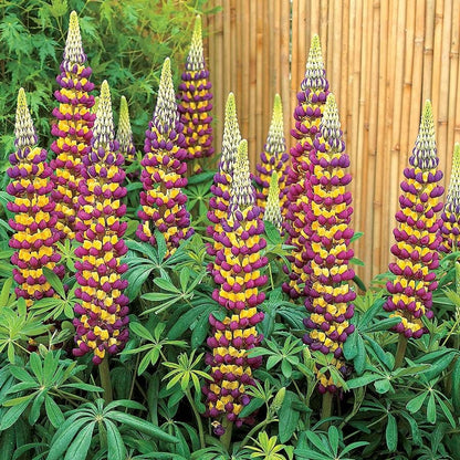 Lupinus Westcountry™ 'Manhattan Lights'