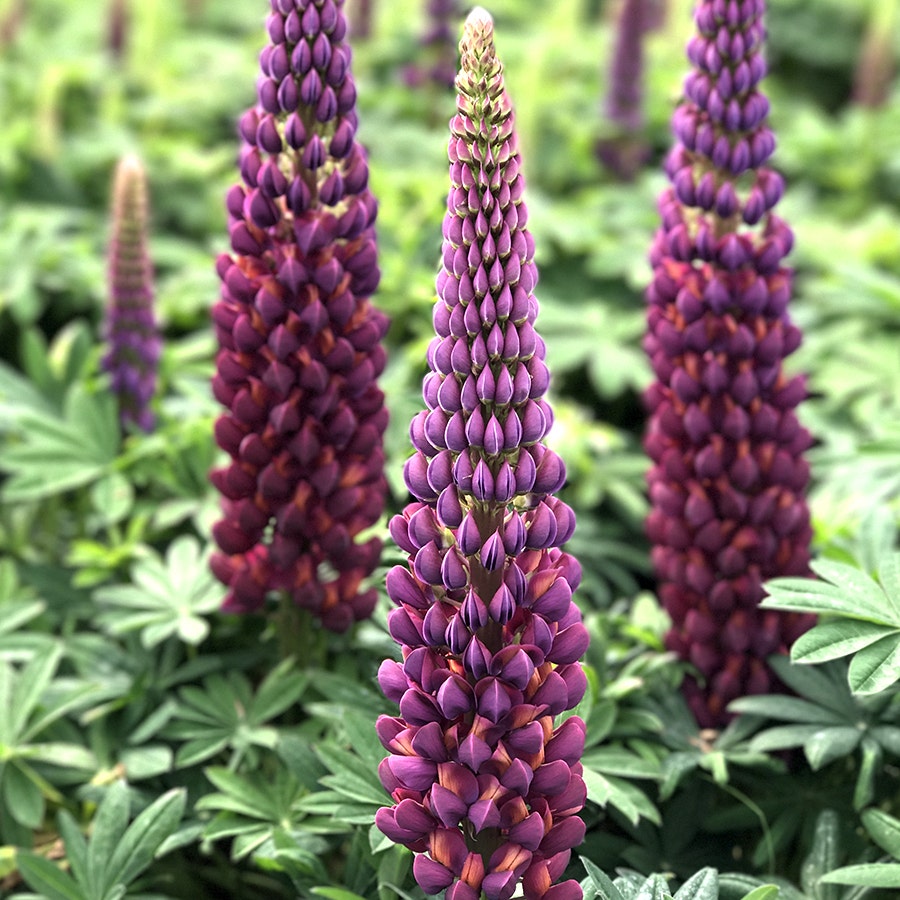 Lupinus Westcountry™ Masterpiece