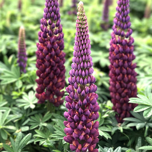 Lupinus Westcountry™ Masterpiece