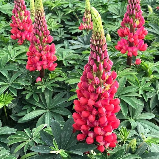 Lupinus Westcountry™ Red Rum