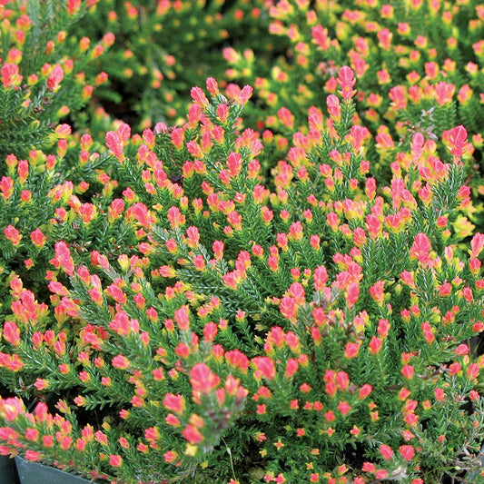 Calluna 'Flamingo'
