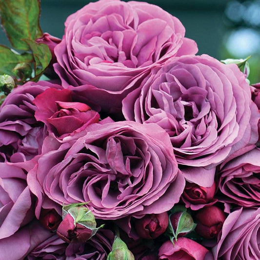 Rosa Plum Perfect™ Sunbelt®