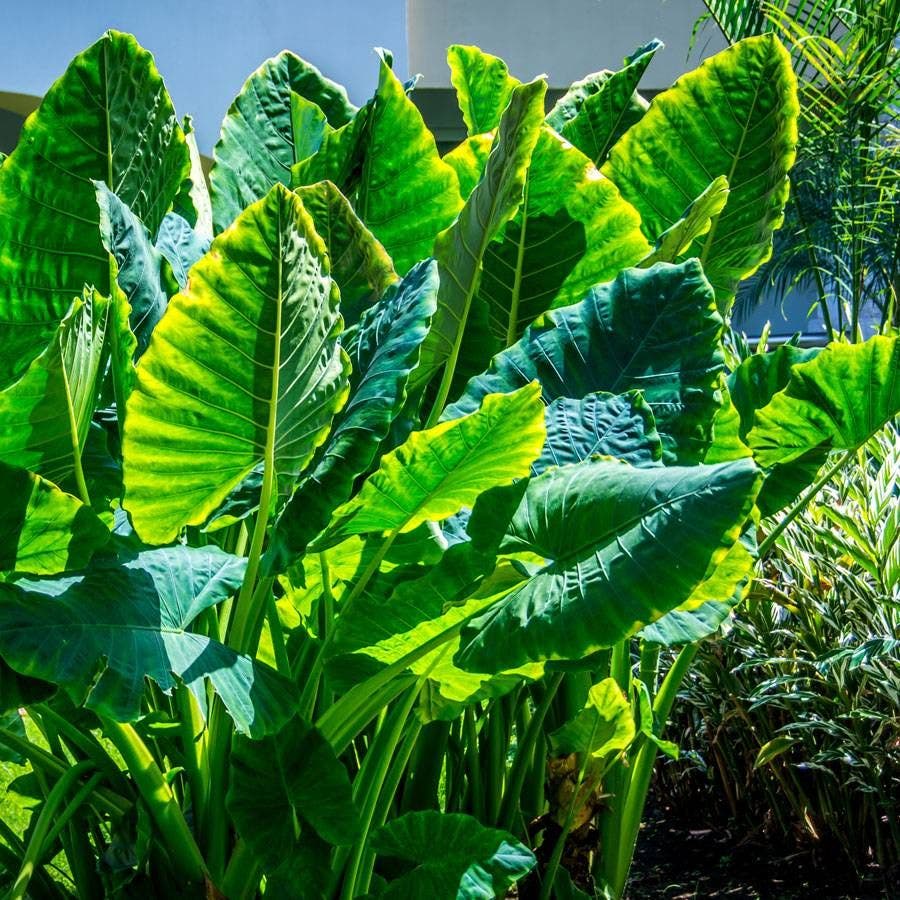 Alocasia odora Upright Elephant Ear Bulb