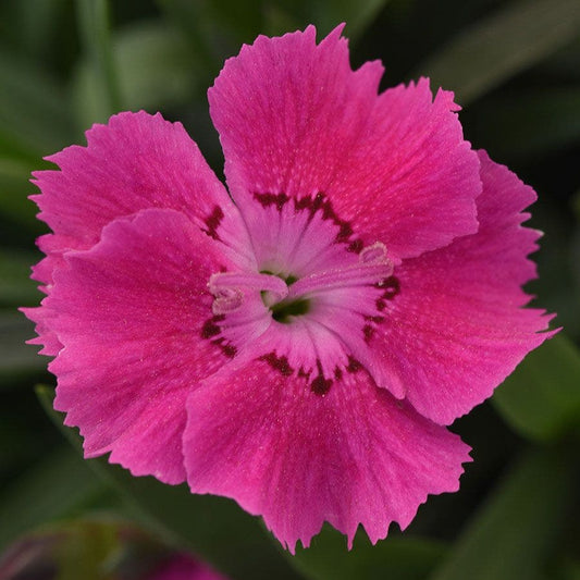 Dianthus Mountain Frost™ 'Rose Bouquet'