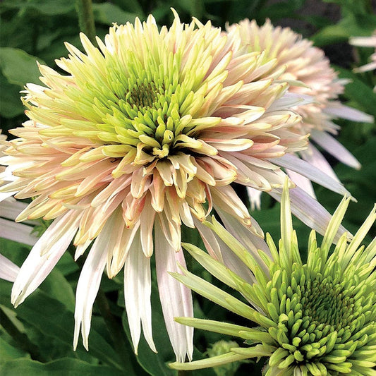 Echinacea Cone-Fections™ Cherry Fluff™