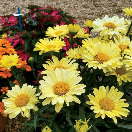 Leucanthemum REALFLOR® 'Real Sunbeam' Shasta Daisy